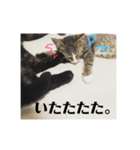 うちんちのねこ（個別スタンプ：10）