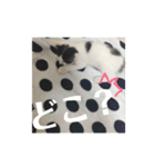 うちんちのねこ（個別スタンプ：11）