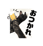 うちんちのねこ（個別スタンプ：12）