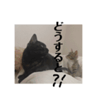 うちんちのねこ（個別スタンプ：13）