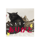 うちんちのねこ（個別スタンプ：15）