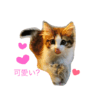 ノルウェージャンフォレストキャットのモネ（個別スタンプ：1）