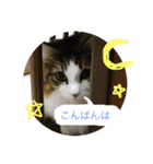 ノルウェージャンフォレストキャットのモネ（個別スタンプ：3）