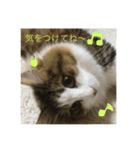 ノルウェージャンフォレストキャットのモネ（個別スタンプ：4）
