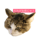ノルウェージャンフォレストキャットのモネ（個別スタンプ：6）