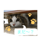 ノルウェージャンフォレストキャットのモネ（個別スタンプ：7）