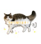 ノルウェージャンフォレストキャットのモネ（個別スタンプ：9）