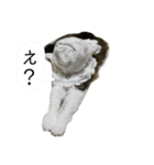 ノルウェージャンフォレストキャットのモネ（個別スタンプ：16）