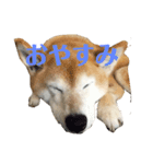 茶色い子と白い子（個別スタンプ：1）