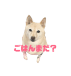 茶色い子と白い子（個別スタンプ：2）