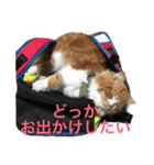 猫の日常 3（個別スタンプ：2）