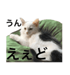 猫の日常 3（個別スタンプ：8）