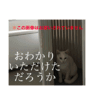 猫の日常 3（個別スタンプ：12）