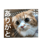 猫の日常 3（個別スタンプ：13）