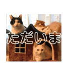 猫の日常 3（個別スタンプ：29）