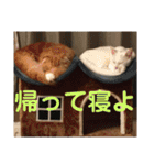 猫の日常 3（個別スタンプ：30）