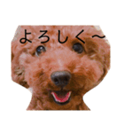 実写版トイプードル（個別スタンプ：1）
