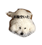 マメとペペ（個別スタンプ：4）