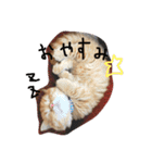 にゃんこ×日常（個別スタンプ：2）