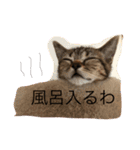 にゃんこ×日常（個別スタンプ：5）