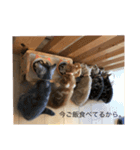 にゃんこ×日常（個別スタンプ：8）