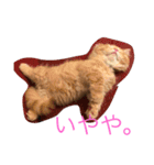 にゃんこ×日常（個別スタンプ：10）