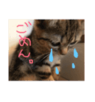 にゃんこ×日常（個別スタンプ：11）
