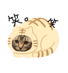 にゃんこ×日常（個別スタンプ：14）