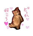 にゃんこ×日常（個別スタンプ：17）