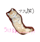 にゃんこ×日常（個別スタンプ：18）