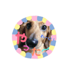 かわいいレオンたんのスタンプ 第2弾（個別スタンプ：1）