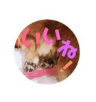 かわいいレオンたんのスタンプ 第2弾（個別スタンプ：2）