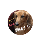 かわいいレオンたんのスタンプ 第2弾（個別スタンプ：8）