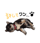 黒柴 三郎丸くん（個別スタンプ：7）