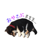 黒柴 三郎丸くん（個別スタンプ：9）