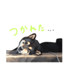 黒柴 三郎丸くん（個別スタンプ：13）