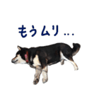 黒柴 三郎丸くん（個別スタンプ：15）