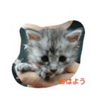 癒しネコ Lovelyサスケとキラ（個別スタンプ：1）