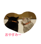 癒しネコ Lovelyサスケとキラ（個別スタンプ：2）