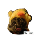 癒しネコ Lovelyサスケとキラ（個別スタンプ：3）