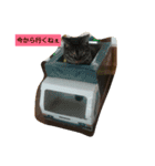 癒しネコ Lovelyサスケとキラ（個別スタンプ：4）
