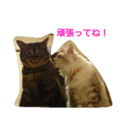 癒しネコ Lovelyサスケとキラ（個別スタンプ：5）