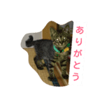 癒しネコ Lovelyサスケとキラ（個別スタンプ：7）
