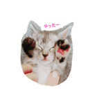 癒しネコ Lovelyサスケとキラ（個別スタンプ：9）