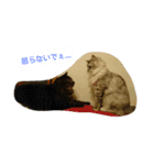 癒しネコ Lovelyサスケとキラ（個別スタンプ：14）