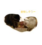 癒しネコ Lovelyサスケとキラ（個別スタンプ：15）