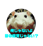 ファンシーラット5（個別スタンプ：5）