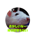 ファンシーラット5（個別スタンプ：8）