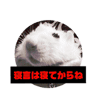ファンシーラット5（個別スタンプ：16）