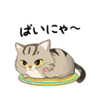 かわいい猫 NANG（個別スタンプ：14）